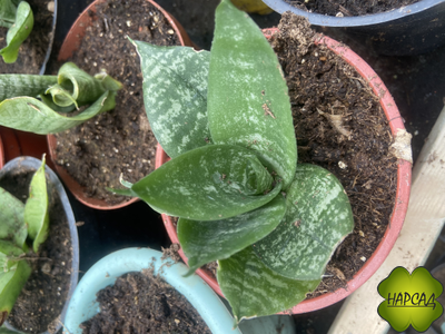 КОМНАТНЫЕ ЦВЕТЫ В АССОРТИМЕНТЕ