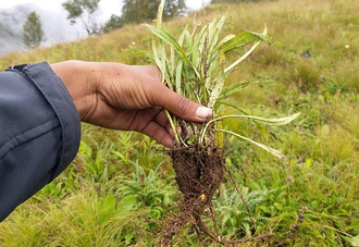 Нард (Nardostachys jatamansi) 5 г - 100% натуральное эфирное масло