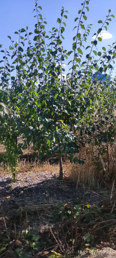 Плодовые деревья 5-7лет