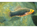 Пецилия черная (Xiphophorus maculatus)