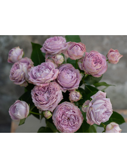 Блюсом Бабблз (Blossom Bubbles)