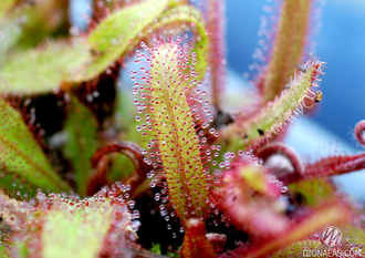 Drosera Adelae