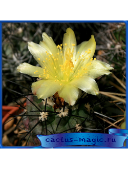 Copiapoa esmeraldana WM 127