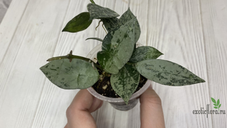 13/12/2024 hoya lacunosa Eskimo silver splash