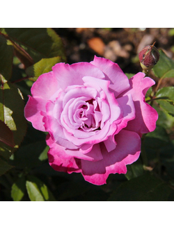 Аметист (Ametist)