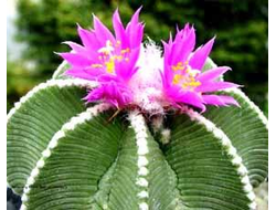 Aztekium hintonii PP 222 - 5 семян