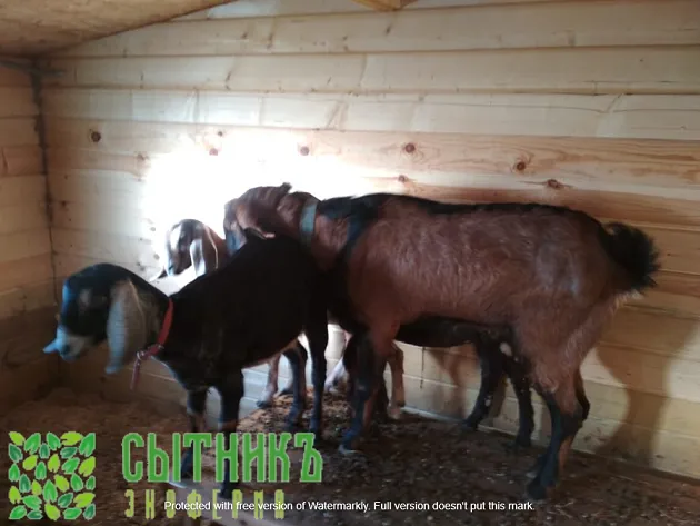 Вязка нубийский козел чистокровный с документами