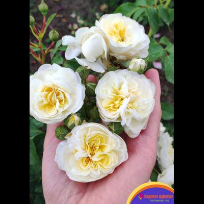 Лаитоз (Laitoz) (Белый Леонардо Да Винчи)