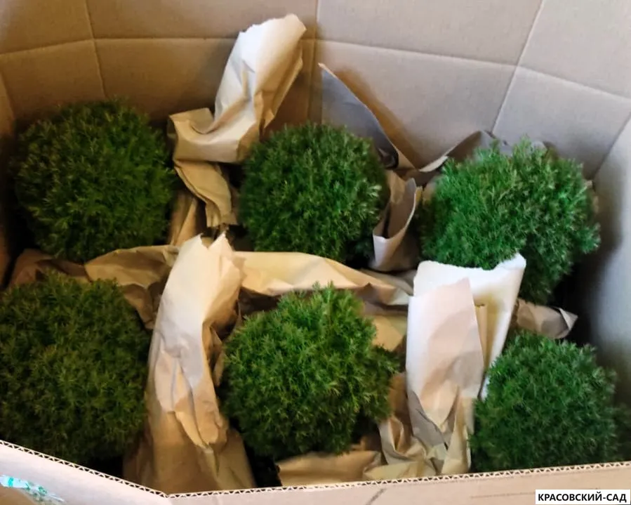 Туя Тини Тим Tiny Tim фотография упакованы в коробку - красовский-сад.рф