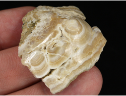 Арагонит, почковидные агрегаты, полировка, Россия, КЧР, Урупский район (37*36*11 мм, 16 г) №37737