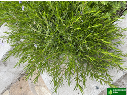 Флокс шиловидный "Г.Ф.Вилсон"