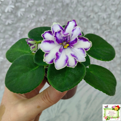 ЮШ-Надюша (И. Волкова) химера