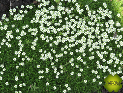 МШАНКА ШИЛОВИДНАЯ "GREEN MOPS" (аналог мха) диаметр саженца 20 см