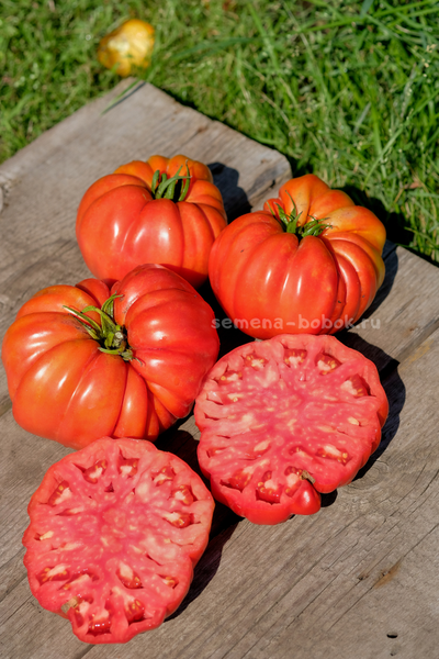 Томат Гигант Фарина, 10 шт