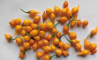 Перец острый Клювик желтый (Biquinho)