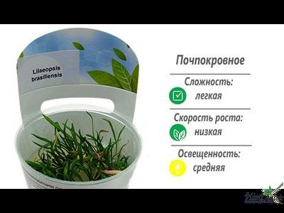 Лилеопсис бразильский (меристемный)