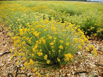 Бессмертник (Helichrysum italicum) 2 г - 100% натуральное эфирное масло
