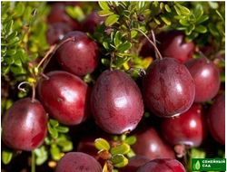 Клюква "Бен Лир"