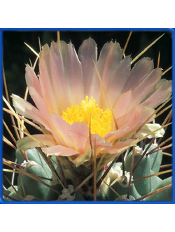 Thelocactus rinconensis v. hintonii PP 570