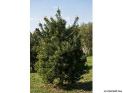 Сосна Дирхэв - Dyrehave