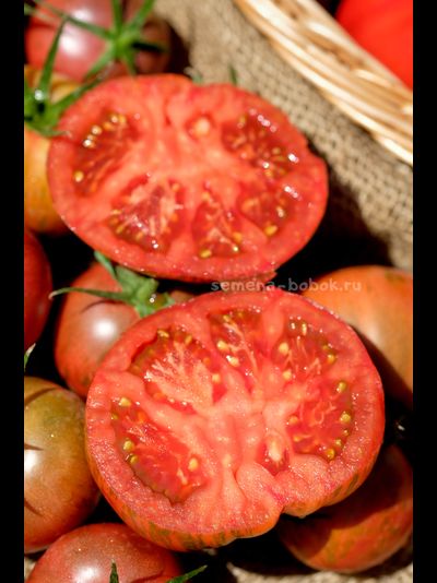 Томат Ярсон 26 (Jarson 26), 10 шт