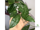 Hoya sp. RHM 14-1