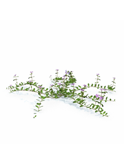 цветы Барвинок малый 20_03