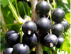 Белорусочка(смородина черная)
