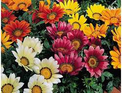 Однолетние цветы