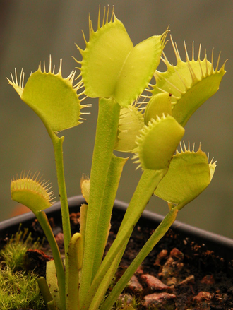 Dionaea muscipula "Yellow Fused Tooth"