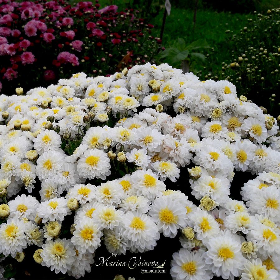 Chrysanthemum Elfie White Мультифлора Элфи Вайт