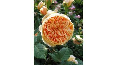 Роза Принцесса Маргарет(Crown Princess Margareta), ОКС, Россия