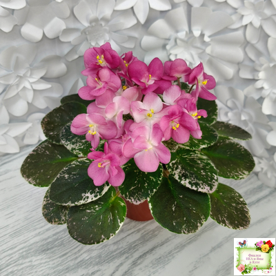 ML-Мама Ирочка (Miniviolets Lux) 2023 г.