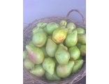 Ксения (Ноябрьская Душутиной/ Ноябрьская Молдовы)