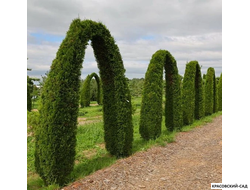 Арка из Туи Смаргад - Thuja Smaragd