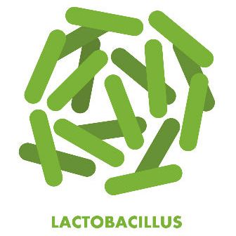 Лактобактерии - это одна из самых известных групп пробиотиков которые есть в кисломолочных продуктах