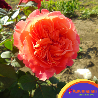 Этруска (Etrusca)