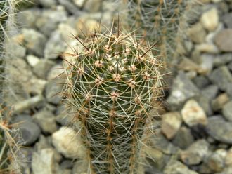 Echinopsis hybrid ‘Arabesque’ x ‘Fangri-La’ (D=18-20mm, H=50mm)