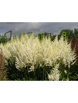 Астильба  Арендса “Диамант", С3