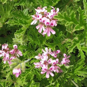 Герань бурбон (Pelargonium graveolens), Мадагаскар (10 мл) - 100% натуральное эфирное масло