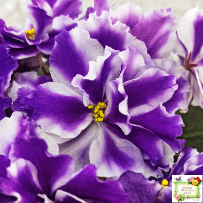 ВаТ-Морской Стиль (Т. Валькова) 2019 г.