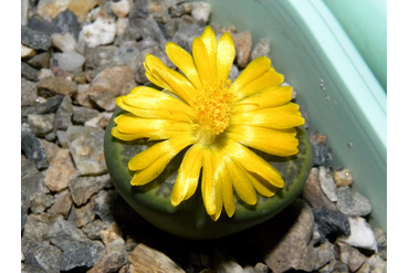 Lithops bromfieldii v.insularis ‘Sulphurea’ C362 
 