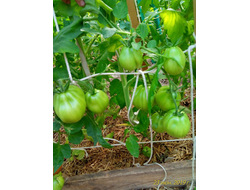 Томат Бычье сердце Ревьера