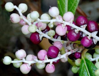 Грушанка, гаультерия пахучая (Gaultheria fragrantissima) 5 мл - 100% натуральное эфирное масло