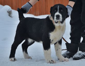 Кобель №4. ГУДРАТ (Черный с белым) ПРОДАН