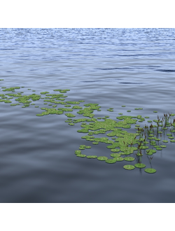 водные Водные растения 11