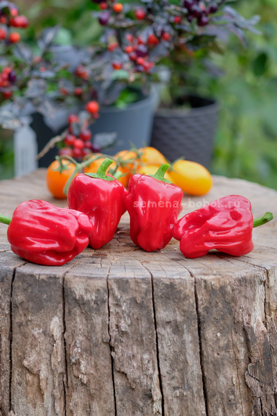 Перец сладкий Griolla De Cocina (Креольская Кухня), 10 шт