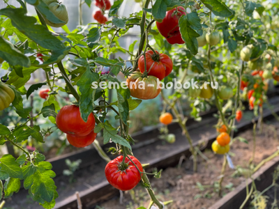 Томат Red Brandywine, Landis Valley (Красный Брендивайн Долина Лэндис), 10 шт