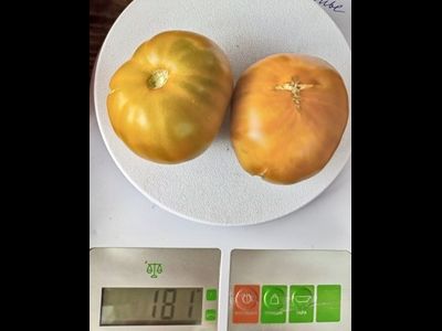 Томат Гном Эми из Огайо (Dwarf Amy’s Ohio)