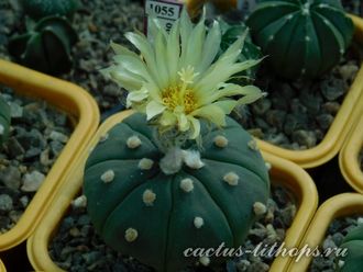 Astrophytum asterias f.nudum  Ooibo - 10 семян